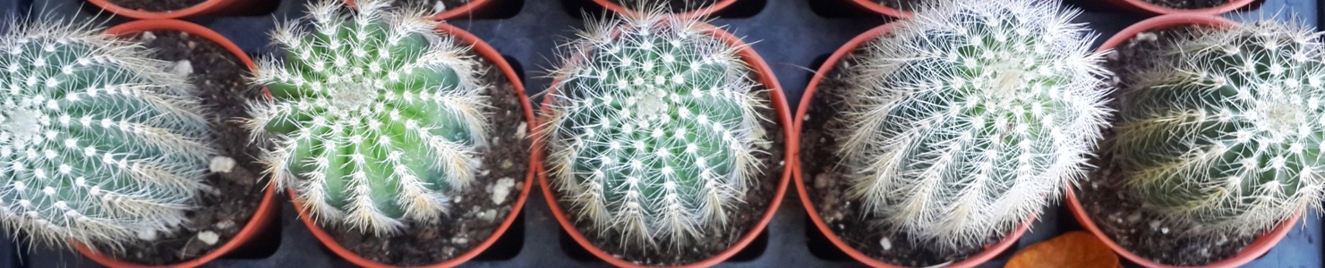 Echinocactus photo