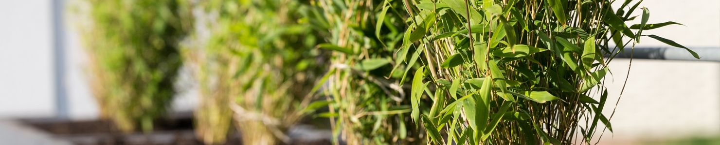 Кустарниковый бамбук фото