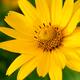 Small heliopsis 1543231168