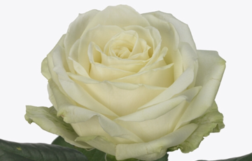 Róża GR AVALANCHE+