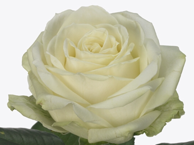 Róża GR AVALANCHE+
