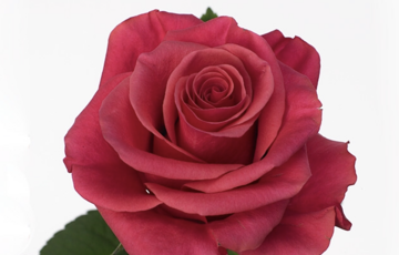 Róża GR TACAZZI+