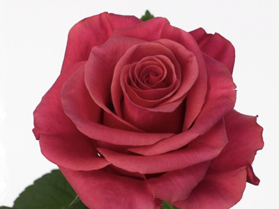 Róża GR TACAZZI+