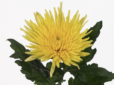 Chr G Anastasia Sunny chrysanthemum