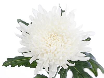 CHR G GAGARIN chrysanthemum