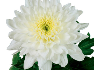 CHR G ZEMBLA chrysanthemum