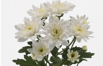CHR T BALTICA chrysanthemum