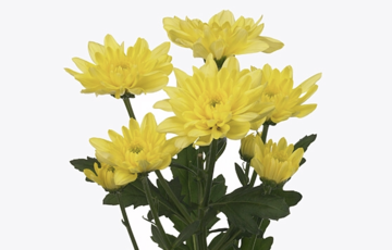 CHR T BALTICA YELLOW chrysanthemum
