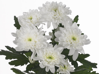 CHR T ZEMBLA chrysanthemum