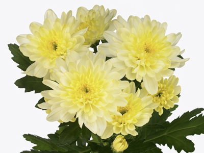 CHR T ZEMBLA CREAM chrysanthemum