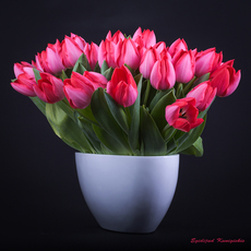 Eingetopfe Tulpen