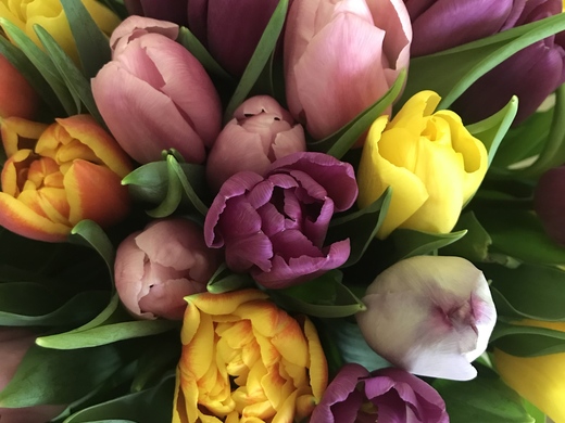 Miks tulipanów