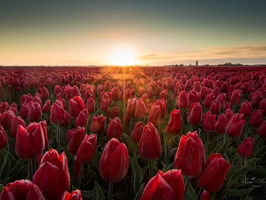 Tulipanowe pole w Holandii