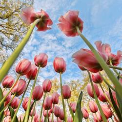 Tulipany w Parku Keukenhof