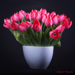 Tulip Trick