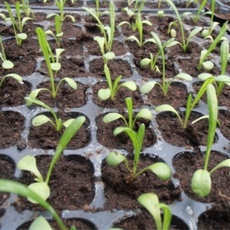 Seedling (sprigs) of gerberas