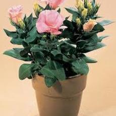 Potted eustoma