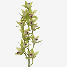 Geschnittene Kahnorchideen (Schnittblumen)