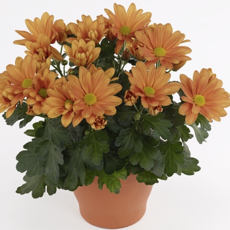 Potted chrysanthemums