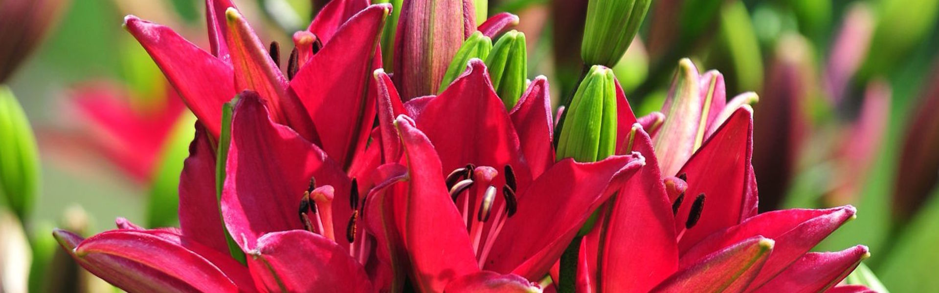 Wholesale lily