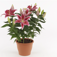 Potted lilies