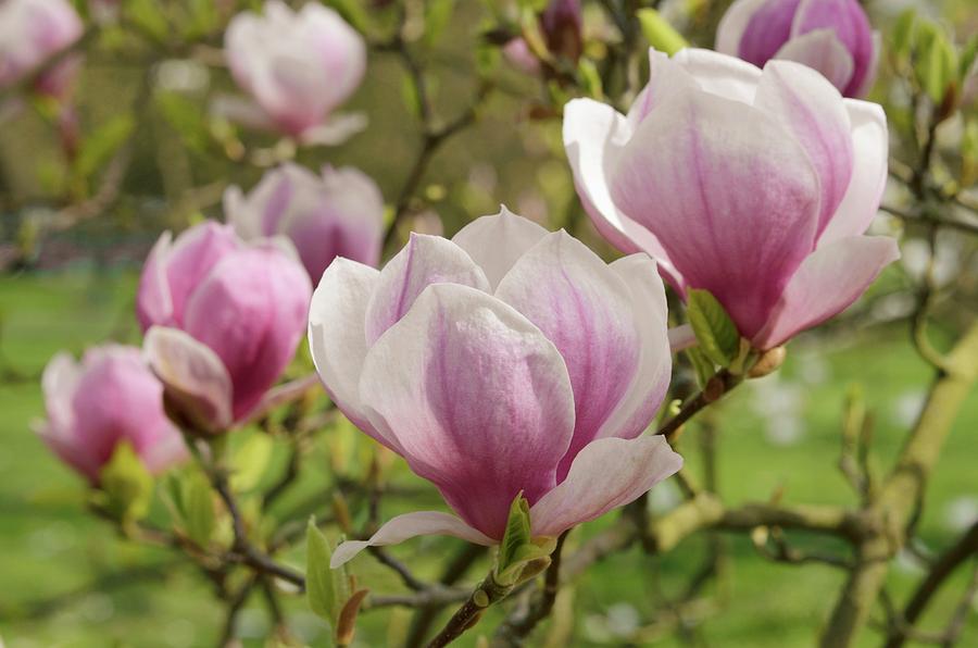 Attention! The season of magnolia is over!