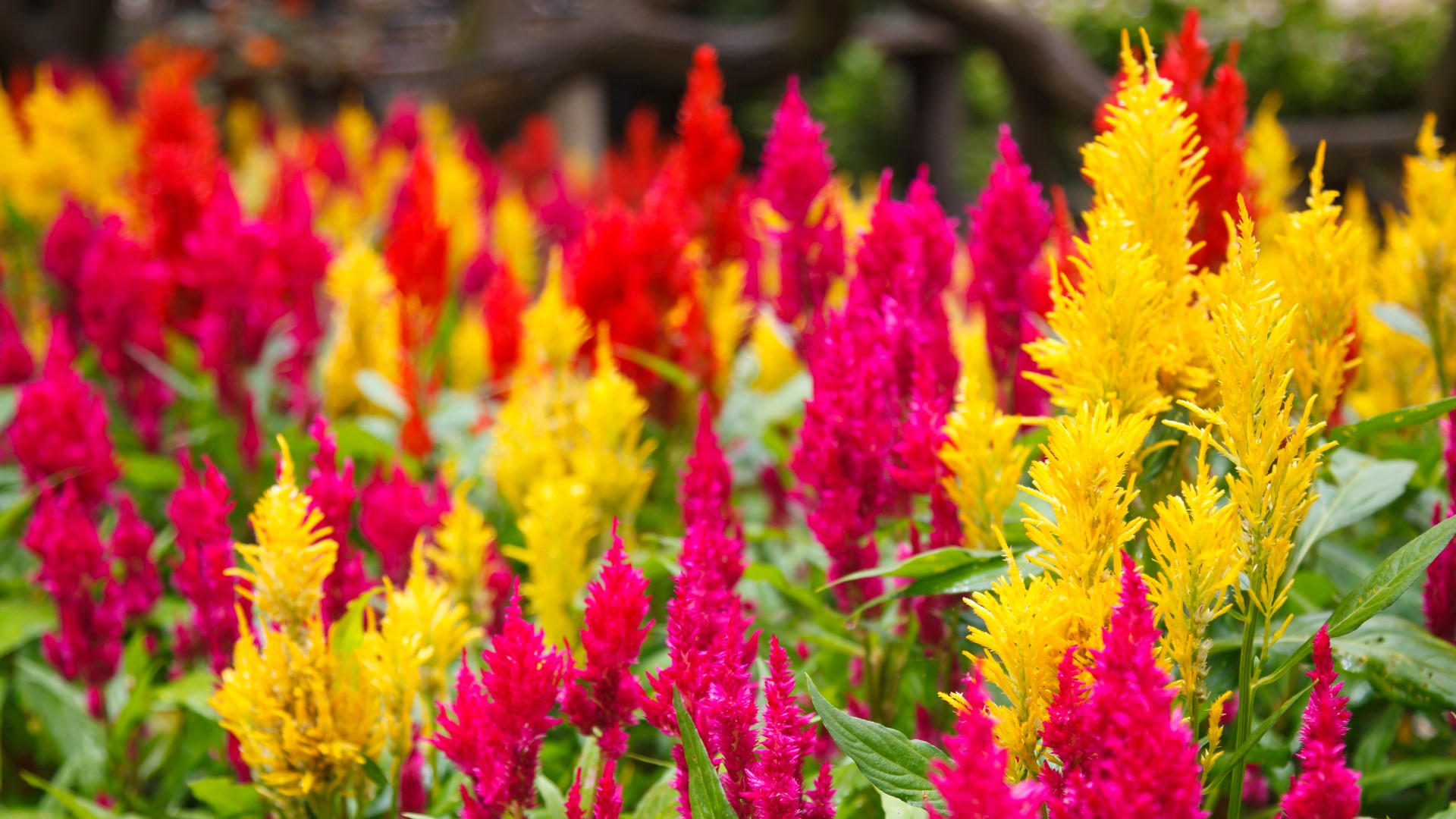 attention-the-season-of-celosia-is-over